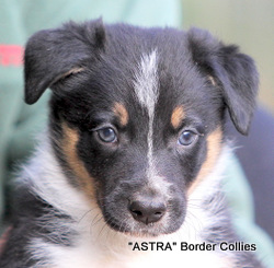 Tricolor, Male, medium coated, border collie puppy